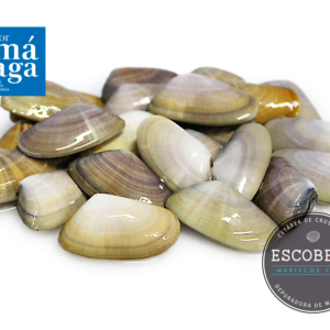 Coquina Malagueña