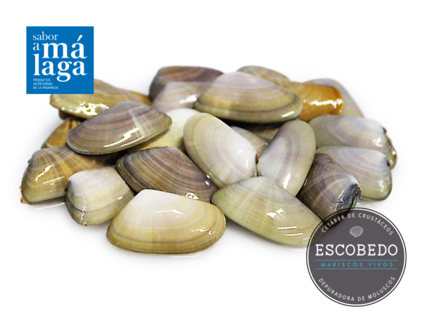 Coquina Malagueña