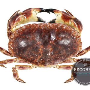 Female Edible Crab