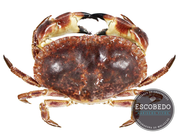 Female Edible Crab